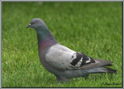 Pigeon biset  ( Rock Dove )