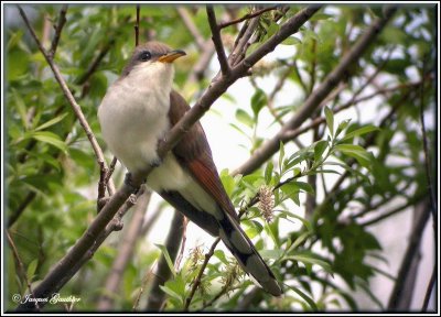 Coulicou  bec jaune ( Yellow-billed Cuckoo )