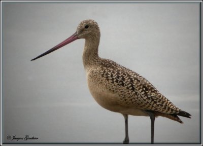 Barge marbre ( Marbled Godwit )