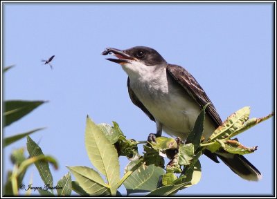 Tyran tritri ( Eastern Kingbird )