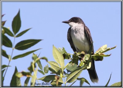 Tyran tritri ( Eastern Kingbird )