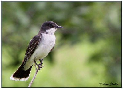 Tyran tritri ( Eastern Kingbird )