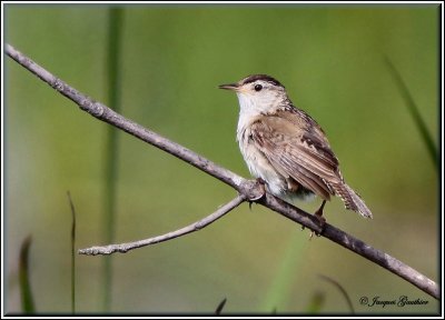 Trogloddyte des marais ( March Wren )