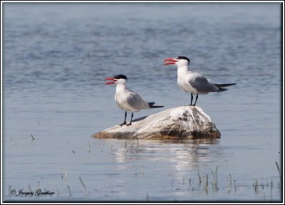 Sterne caspienne ( Caspian Tern )