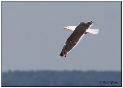 Goland marin ( Great Black-backed Gull )