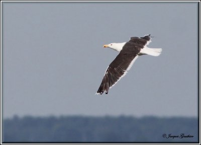 Goland marin ( Great Black-backed Gull )