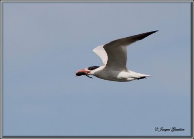 Sterne caspienne ( Caspian Tern )