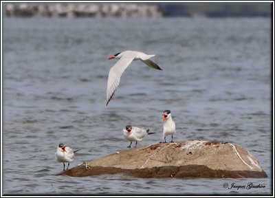 Sterne caspienne ( Caspian Tern )