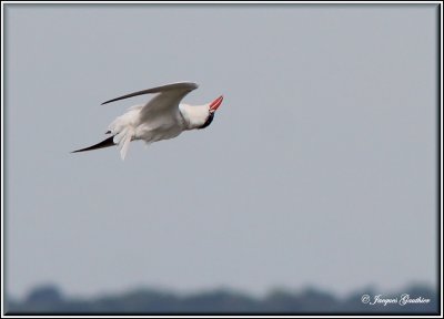 Sterne caspienne ( Caspian Tern )