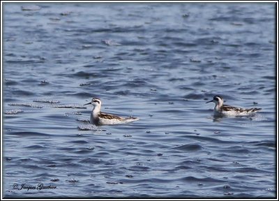 Phalarope  bec troit ( Red - necked Phalarope )