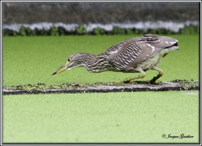 Bihoreau gris juvnile  ( Black-crowned Night-Heron, juvenile )