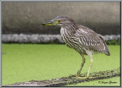 Bihoreau gris juvnile  ( Black-crowned Night-Heron, juvenile )