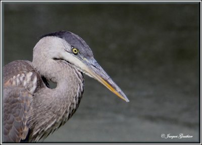 Grand Héron ( Great Blue Heron )