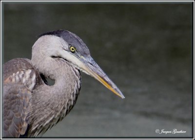 Grand Hron ( Great Blue Heron )