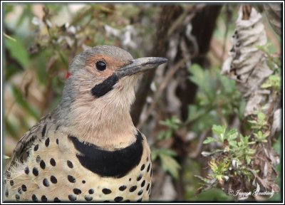  Pic flamboyant ( Common Flicker )