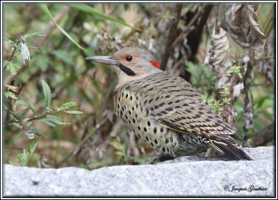  Pic flamboyant ( Common Flicker )