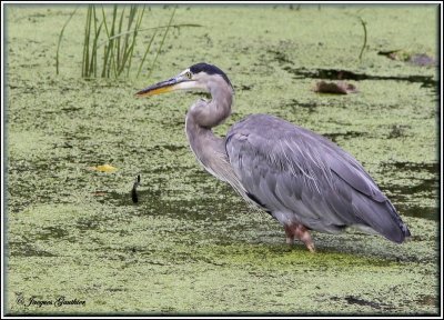 Grand Héron ( Great Blue Heron )