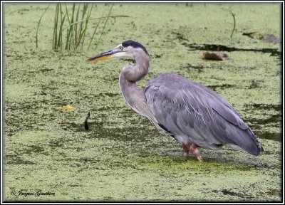 Grand Hron ( Great Blue Heron )