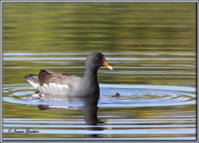 Gallinule poule-d'eau ( Common Moorhen )