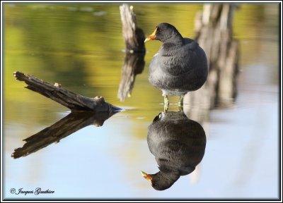 Gallinule poule-d'eau ( Common Moorhen )