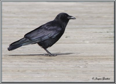 Corneille d'Amrique ( American Crow )
