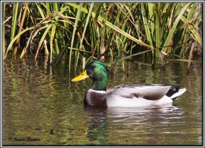 Canard colvert ( Mallard )