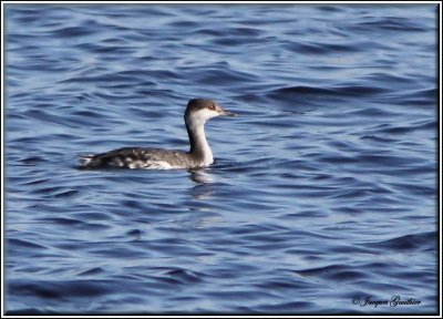 Grbe esclavon ( Horned Grebe )