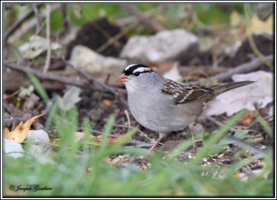Bruant  couronne blanche ( White-crowned Sparrow )