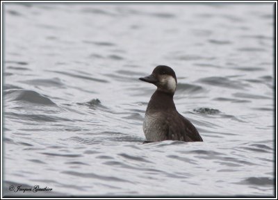 Macreuse à bec jaune ( Black Scoter )
