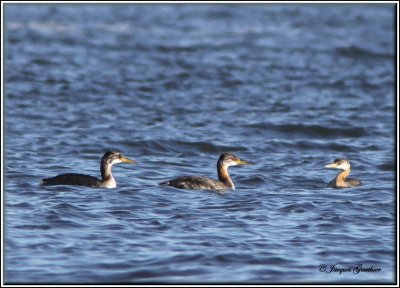 Grbe jougris ( Red-necked Grebe )