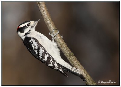 Pic mineur ( Downy Woodpecker )