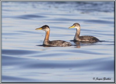 Grbe jougris ( Red-necked Grebe )