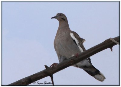 Tourterelle  ailes blanches ( White-winged Dove )