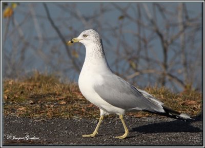 Goland  bec cercl ( Ring-billed Gull )