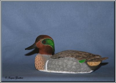Sarcelle dhiver ( Green-winged Teal )