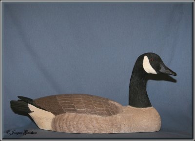 Bernache du Canada ( Canada Goose )