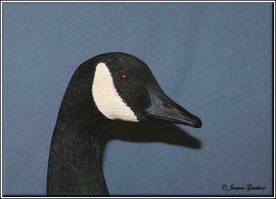 Bernache du Canada ( Canada Goose )