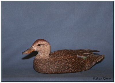  Sarcelle  ailes bleues ( Blue-winged Teal )