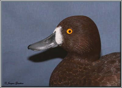 Fuligule milouinan ( Greater Scaup )