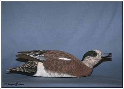 Canard d'Amérique ( American Wigeon )