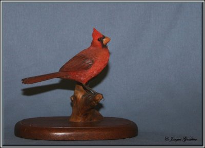 Cardinal rouge ( Northern Cardinal )
