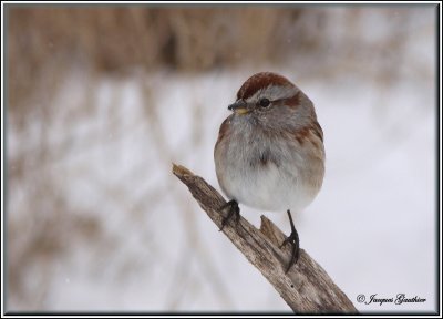 Bruant hudsonien ( American Tree Sparrow )