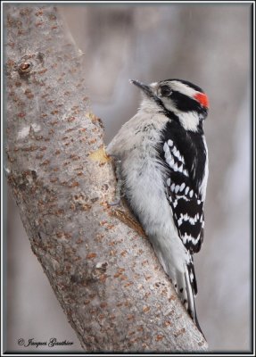 Pic mineur ( Downy Woodpecker )
