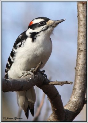 Pic chevelu (Hairy Woodpecker)