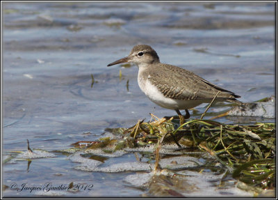 Chevalier grivel ( Spotted Sandpiper )