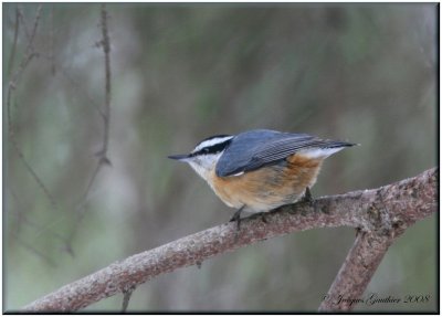 Sittelle  poitrine rousse ( Red-Breasted Nuthatch )