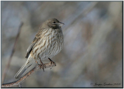 Roselin familier (House Finch)