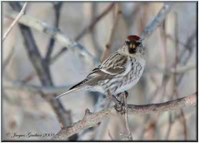 Sizerin flamm ( Common Redpoll )