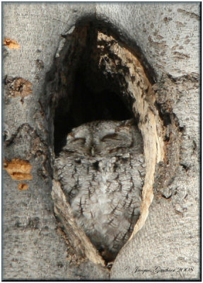 Petit-duc macul ( Eastern Screech-Owl )
