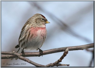 Sizerin flamm ( Common Redpoll )